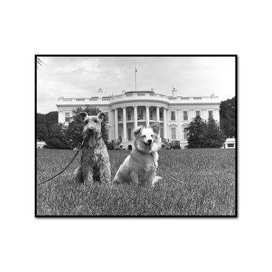 Kennedy Family Dogs Charlie and Pushinka on the South Lawn of the White House