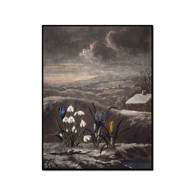The Snowdrop by Robert John Thornton Artblock
