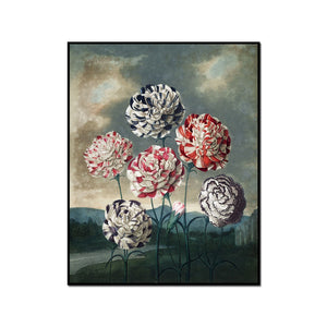 Robert John Thornton / A Group of Carnations, Artblock